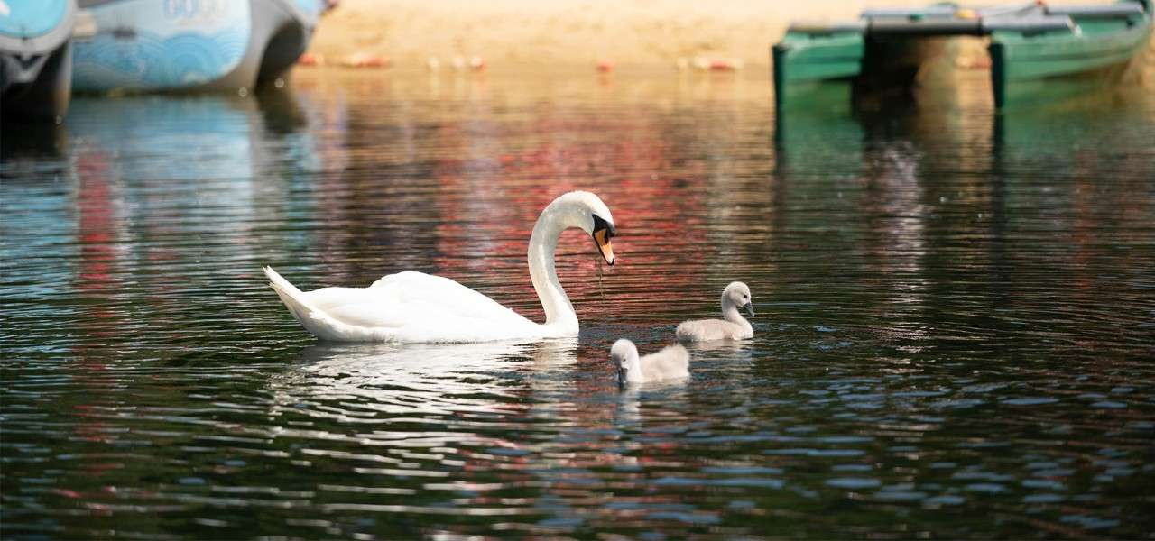 Mother swan and ducklings on the lake.