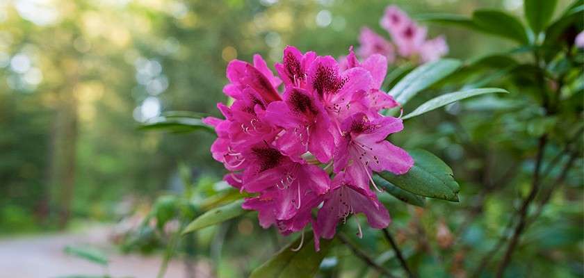 A pink flower.