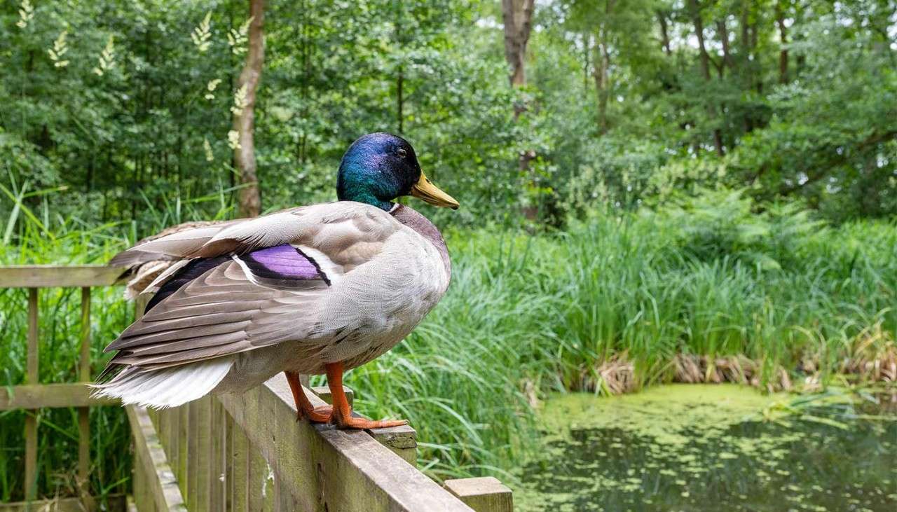 A duck stood on wooden fencing next to a pond.