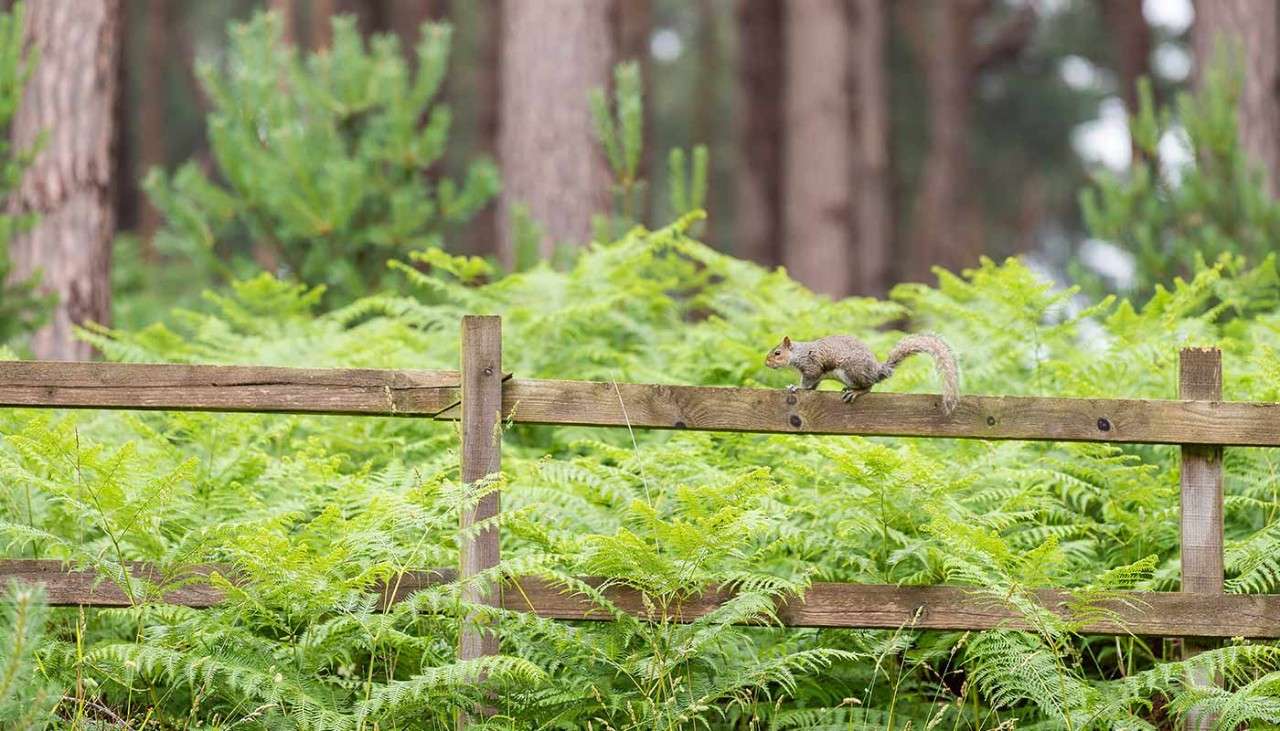 A squirrel walking along a wooden fence in the forest.