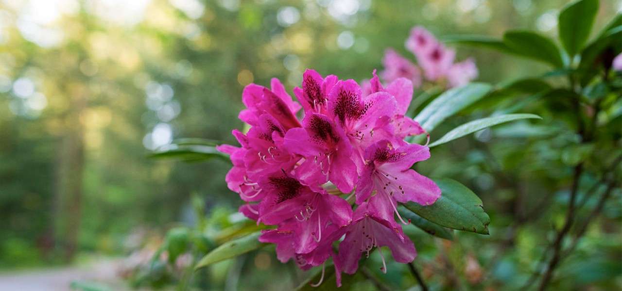 A pink flower.