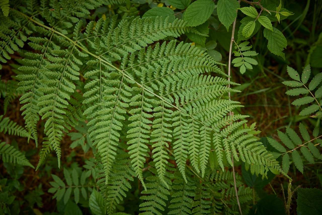 leaves