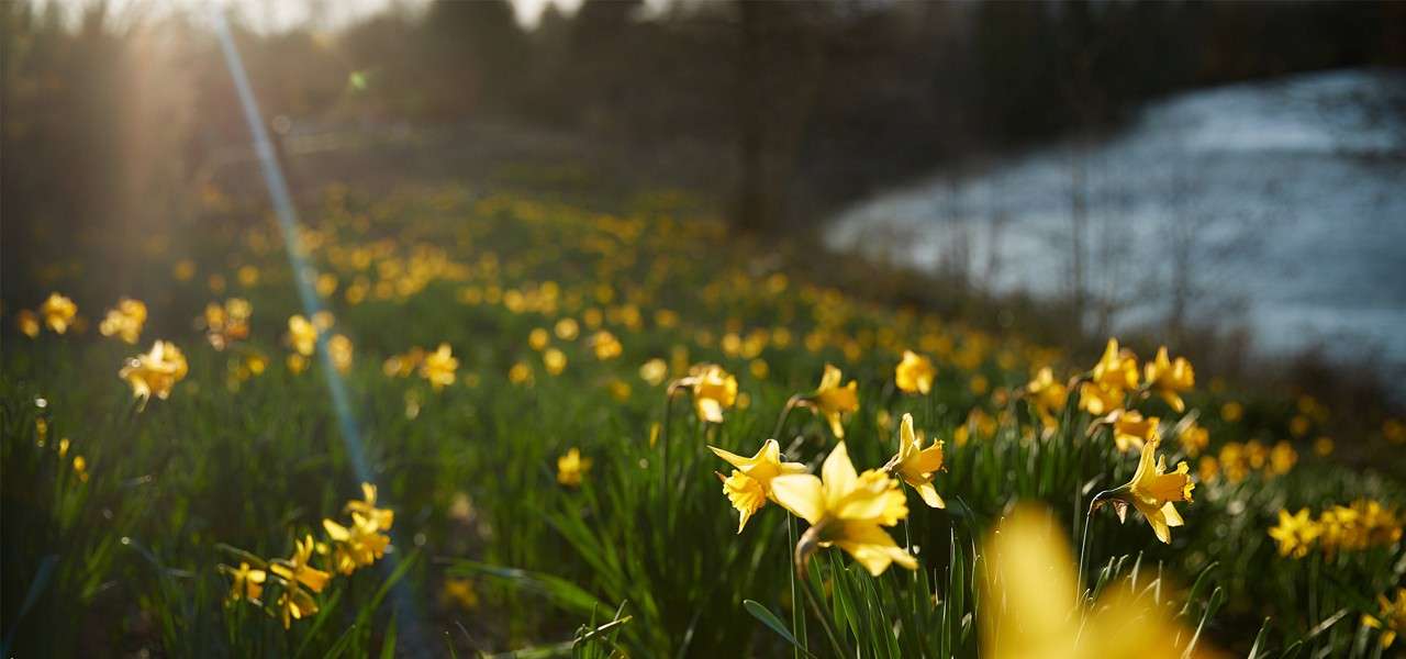 Field of daffodils