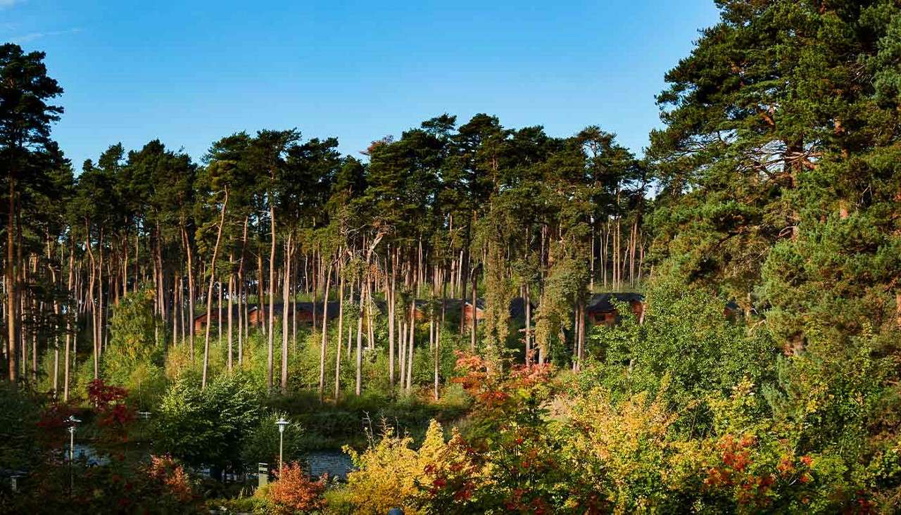 The forest view from The Venue