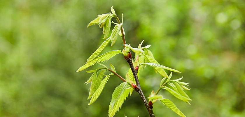A plant.
