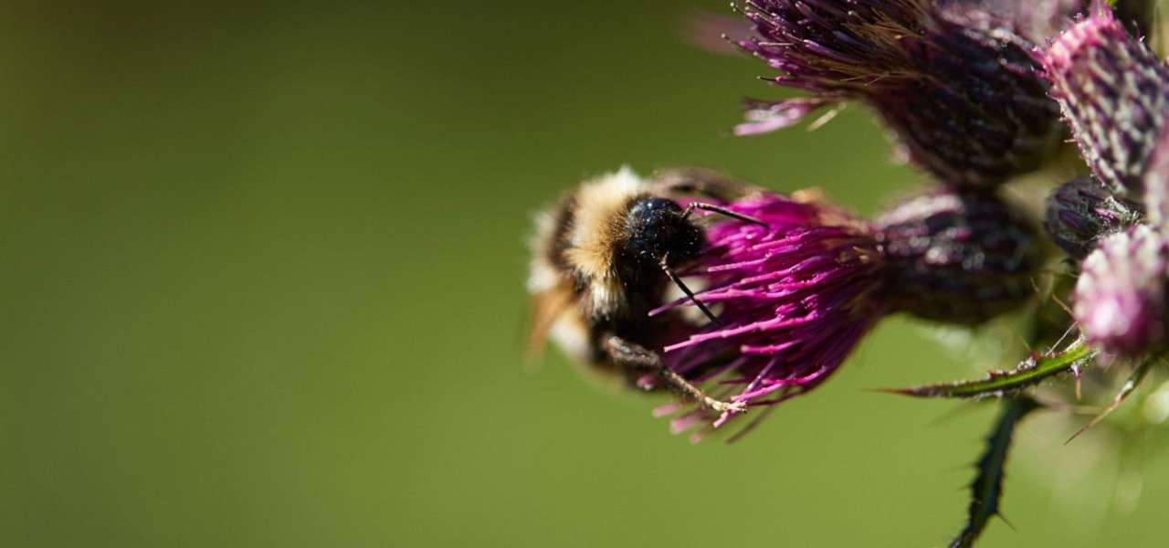 A bee on a flower.