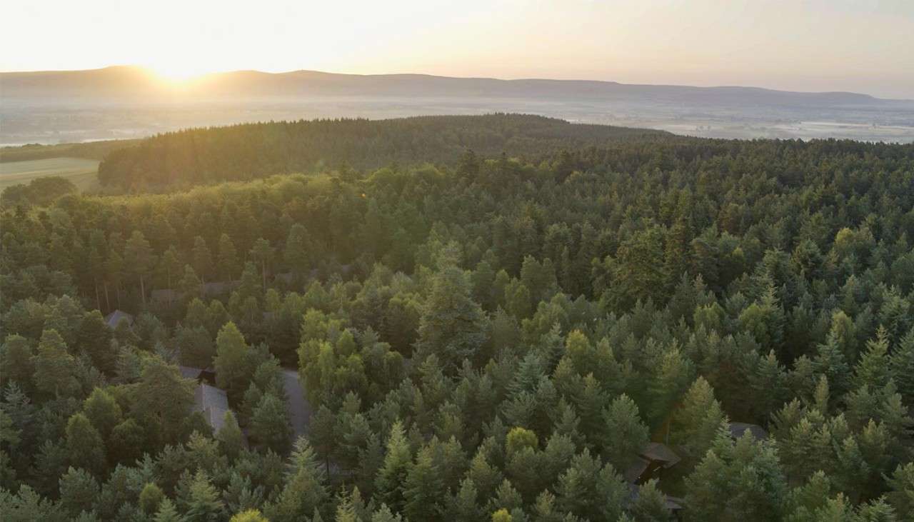 Aerial view of the forest.