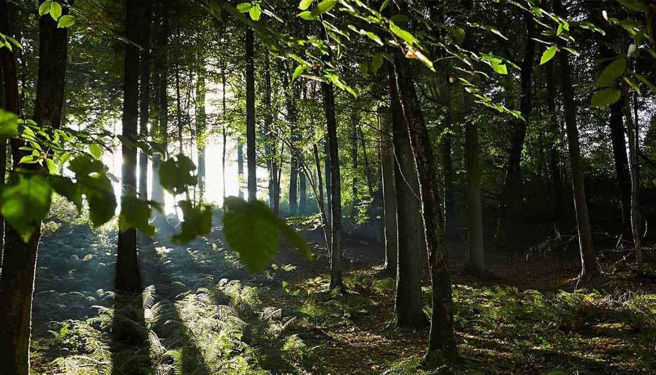 Forest with light filtering through the trees.