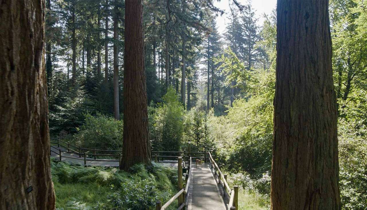 A deer in the forest.