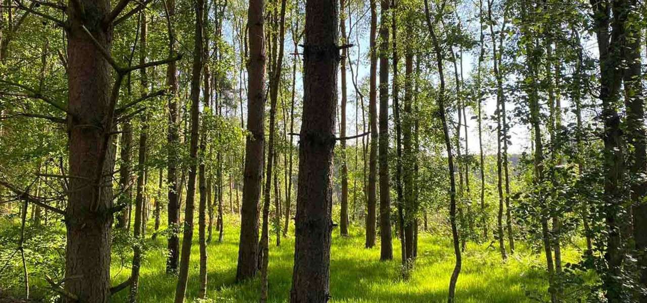 Green forest scenery with large tree in thee foreground