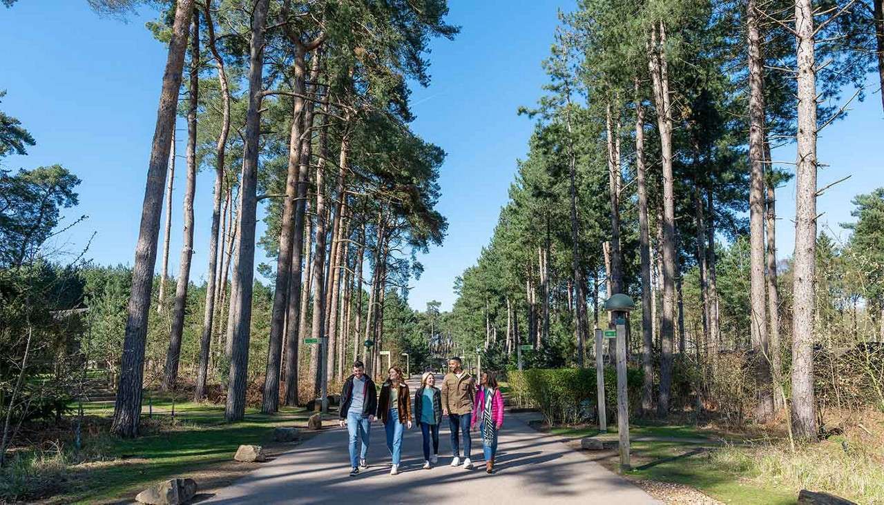 Walking through the forest.